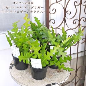 現品販売 観葉植物 プラティケリウム ネザーランド 4号 吊り鉢 H45cm