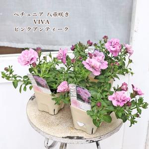 値下げセール 花苗 八重咲き ペチュニア VI...の詳細画像1