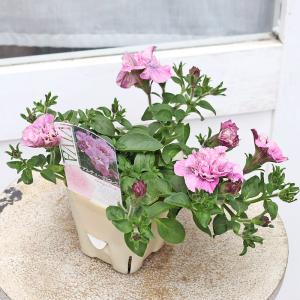 値下げセール 花苗 八重咲き ペチュニア VI...の詳細画像3