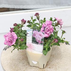 値下げセール 花苗 八重咲き ペチュニア VI...の詳細画像2
