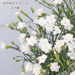 花苗 四季咲き ナデシコ 白雪姫 2.5号 ダイアンサス 小輪 ホワイト おしゃれ 寄せ植え