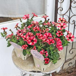 花苗 ペチュニア モンローウォーク ピーチベール 3.5号 多年草 おしゃれ ピンク 赤 かわいい 四季咲き