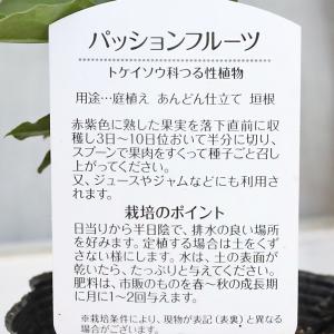 果樹苗 パッションフルーツ 3.5号 緑 グリ...の詳細画像4