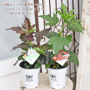 花苗 PW ハイビスカス サマリフィック ルビー...の商品画像