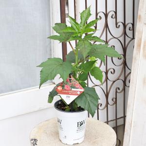 花苗 PW ハイビスカス サマリフィック ルビ...の詳細画像1