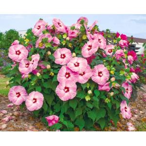 花苗 PW ハイビスカス サマリフィック ルビ...の詳細画像2