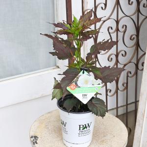 花苗 PW ハイビスカス サマリフィック ルビ...の詳細画像3