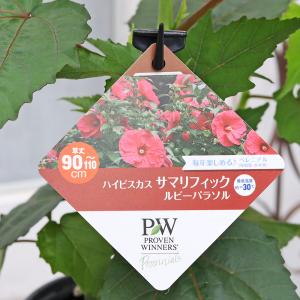 花苗 PW ハイビスカス サマリフィック ルビ...の詳細画像4