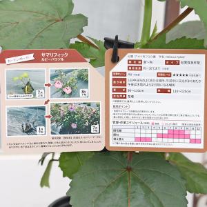 花苗 PW ハイビスカス サマリフィック ルビ...の詳細画像5