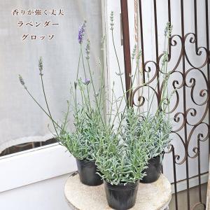 花苗 ラベンダー グロッソ ラバンディン系 3.5号 多年草 ハーブ 香り 暑さ 強い 庭 ナチュラル ガーデン