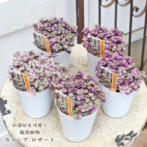 草花苗 カリシア ロザート 2.5号 観葉多肉 植物 ピンク 室内 かわいい インテリア プランツ 庭