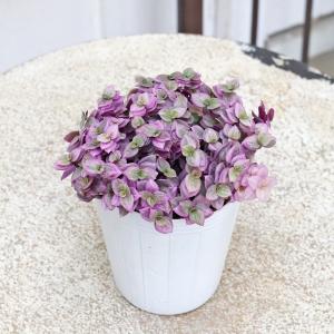 草花苗 カリシア ロザート 2.5号 観葉多肉...の詳細画像1
