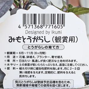 草花苗 ハロウィン トウガラシ みもとうがらし...の詳細画像5