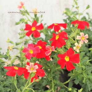 花苗 サンブリテニア スカーレット 3号ポット