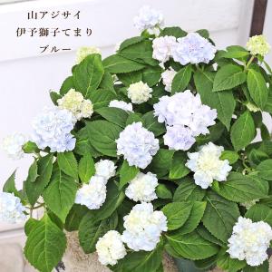 花苗 山アジサイ 伊予獅子てまり ブルー 2.5...の商品画像