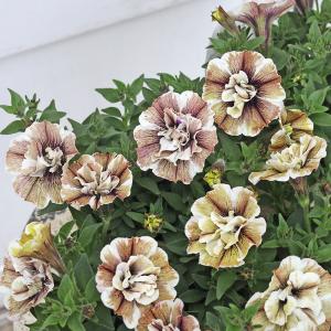 植物/挿し木苗/マイクロミニバラ ミサキ みさき 10.5cm(L)/（月曜日