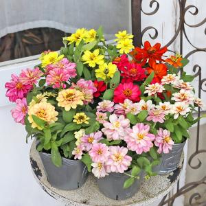 ブラキカム'ジャンボミスティピンク'の苗 : 植物・園芸専門店 花育通販