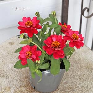 花苗 八重咲き ジニア ベリーズ ピンク イエ...の詳細画像3