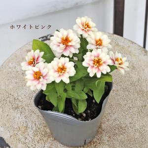 花苗 八重咲き ジニア ベリーズ ピンク イエ...の詳細画像4