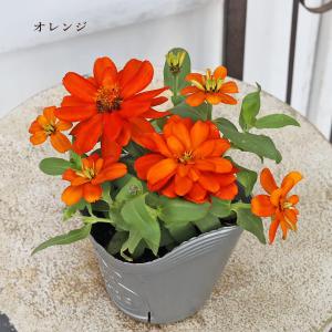 花苗 八重咲き ジニア ベリーズ ピンク イエ...の詳細画像5