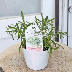 値引きセール 花苗 PW 栄養系 スーパーアリ...の詳細画像5