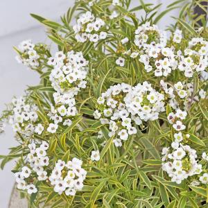 値引きセール 花苗 PW 栄養系 スーパーアリ...の詳細画像4
