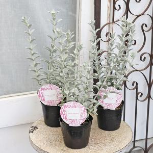 花苗 アロンソア シェルピンク 3号 多年草 サーモン 四季咲き おしゃれ