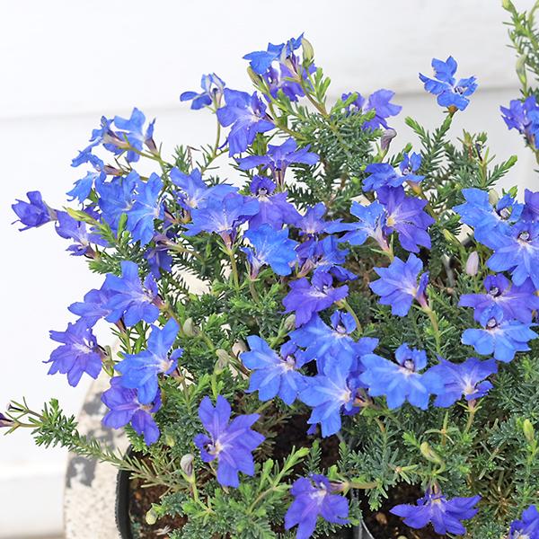 花苗 初恋草 ハツコイソウ 秋青 あきあお レシュノルティア 3号 常緑低木 多年草 ブルー おしゃ...