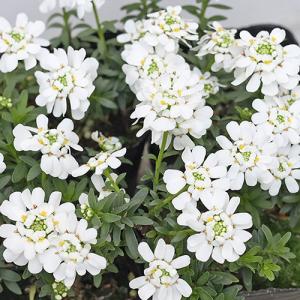 花苗 PW イベリス スノーボール 2.5号 宿...の商品画像