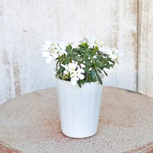 花苗 PW イベリス スノーボール 2.5号 ...の詳細画像1