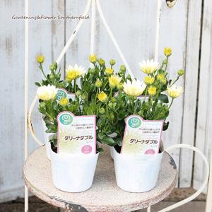 花苗 オステオスペルマム ダリーナダブル エリ...の詳細画像1