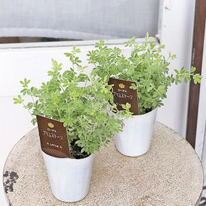 草花苗 ロータス・ブリムストーン 3号ポット 常緑 多年草