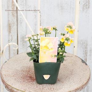 耐寒性宿根草 四季咲き 花 ガーデニング の商品一覧 通販 Yahoo ショッピング