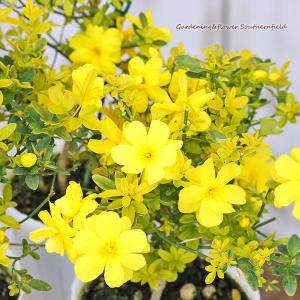花苗 プリムローズ ジャスミン オーレア ウンナンオウバイ 3.5号(10.5cm) 黄色い花 春の花 常緑低木