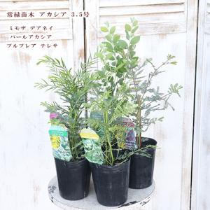 鉢植えパールアカシア 約1.4m 現品発送 特大植木苗木大苗 青葉の 
