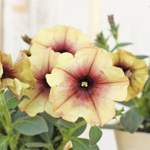 花苗 ペチュニア モンローウォーク シルキーラテ 3.5号 多年草 アンティーク おしゃれ イエローブラウン 四季咲き
