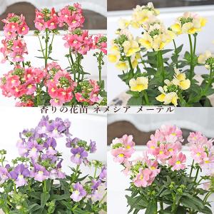 花苗 ネメシア メーテルシリーズ サーモンピンク ターメリック エレーヌ ミステリックブルー 3.5号 多年草 宿根 四季咲き よく咲く
