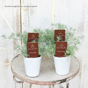 草花苗 ロータスコットンキャンディ 2.5号 常緑 多年草