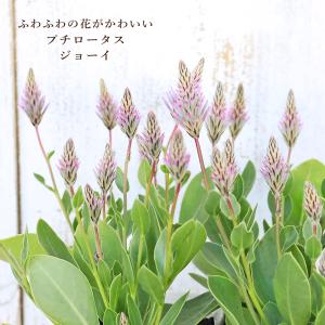 値下げセール 鉢花 開花株 クリスマスローズ 雪の妖精 5号 多年草
