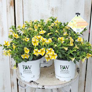 ペチュニア Pwの商品一覧 通販 Yahoo ショッピング