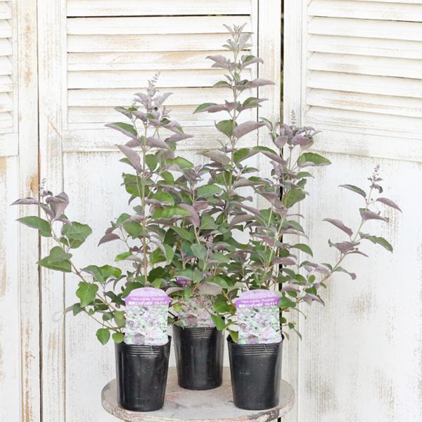 値引きセール 花木苗 西洋ニンジンボク プルプレア 3号 常緑低木 ミツバハマゴウ 紫の花 銅葉