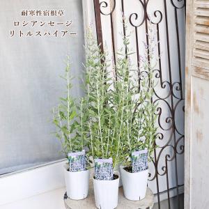 日本花キ流通 予約販売 芍薬 苗 ムッシュ ジュエリー 15cmポット