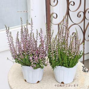 花苗 カルーナ ガーデンガールズ 3号 ピンク...の詳細画像4