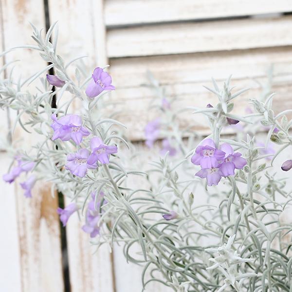花木苗 エレモフィラ ニベア 3号 常緑低木 シルバーリーフ パープル 紫の花 おしゃれ