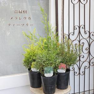 シルバーティーツリー 約1.5m 特大植木苗木 常緑樹 規格販売 お買い得