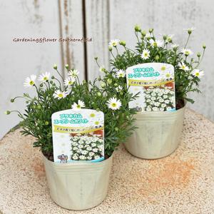 花苗 ブラキカム スープリームホワイト 3号 多年草 四季咲き 小花 白 ナチュラル 庭