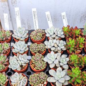 4苗セット 多肉植物 プラグ苗 1号ポット 多...の詳細画像1