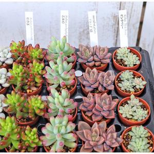 4苗セット 多肉植物 プラグ苗 1号ポット 多...の詳細画像2