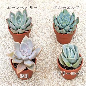 10苗セット 多肉植物 プラグ苗 1号ポット ...の詳細画像2