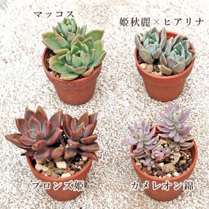 10苗セット 多肉植物 プラグ苗 1号ポット ...の詳細画像3